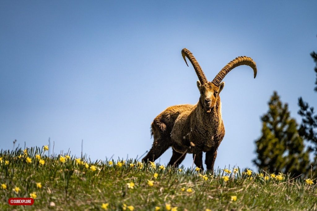 Bouquetin dans le Vercors - subexplore